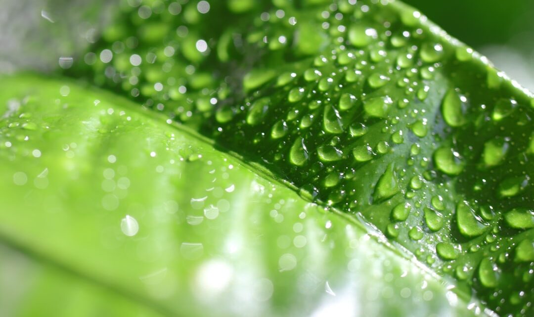 Få et naturligt energiboost med Energi gel lime og ingefær