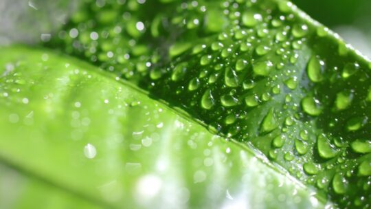 Få et naturligt energiboost med Energi gel lime og ingefær