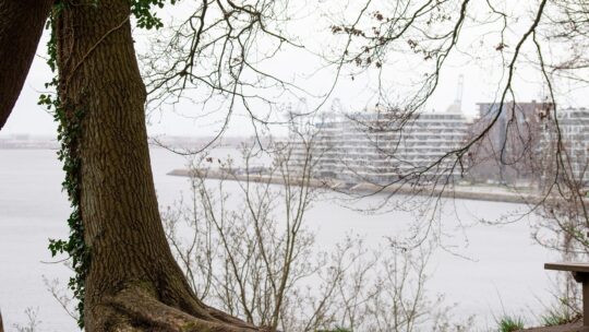 Hvepsebekæmpelse Aarhus naturligt